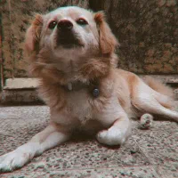 اشپیتز پامر|سگ|رامسر, |دیوار