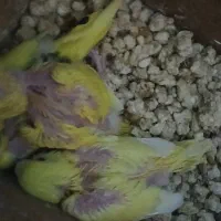 فروش یکجفت مرغ عشق مولد باچهارتا جوجه تازه دونخور|پرنده|ساری, |دیوار