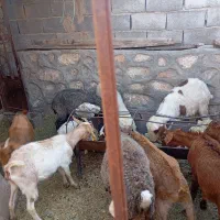 تعدادی بز ومیش وبره