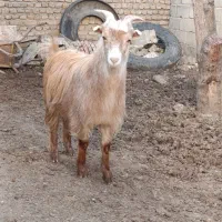 ماده بزغاله ی چاق