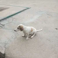 توله شکاری|سگ|صومعه‌سرا, |دیوار