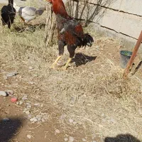 ۳ عدد لاری عتیقه