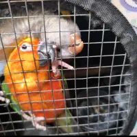 طوطی خورشیدی و راهب دستی