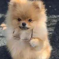 خوشکلای عروسکی و خرسی