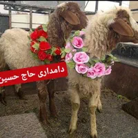 گوسفند زنده کربلای