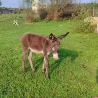 الاغ نر وماده ویه بچه دختر ۷ماهه|حیوانات مزرعه|سنگر, |دیوار