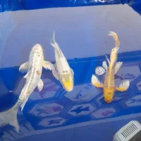 ماهی کوی کپور امور قرمز بیکهد...