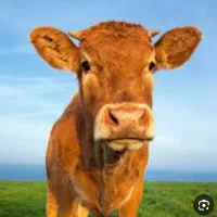 روغن حیوانی