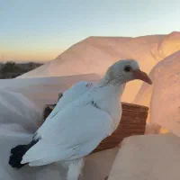 جفت دم سیاه دم گرد|پرنده|رفسنجان, |دیوار