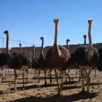 شترمرغ پرواری ب