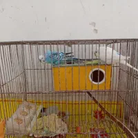 سه جفت مرغ عشق نره و ماده با جوجه و تخم