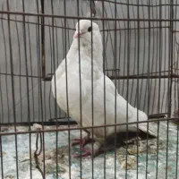 کفتر سفید|پرنده|خمینی‌شهر, |دیوار