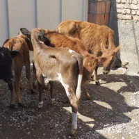 7گوساله ماده محلی دورگ