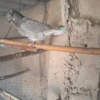 کبوتر|پرنده|قم, نخودی|دیوار