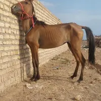 چند راس کره مادیان ونریان دونه ای ۱۱تومن|اسب و تجهیزات اسب‌سواری|رشت, آزادگان|دیوار