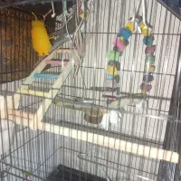 عروس هلندی سخنگو