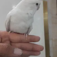 طوطی عروس آلبینو خالص|پرنده|شهریار, رضی آباد بالا|دیوار