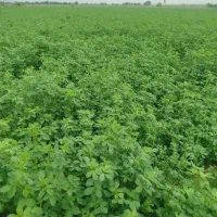 فروش یونجه