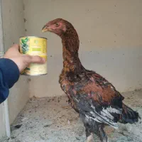 جوجه و مرغ لاری