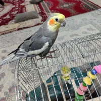 سه عدد عروس هلندی