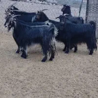 بز داشتی ابست