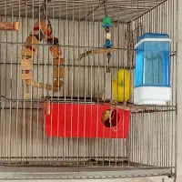 فروش انواع مرغ عشق|پرنده|کهریزک, |دیوار