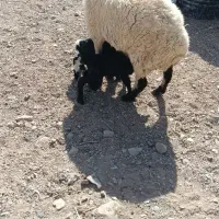میش جمل زا