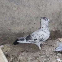 چند عدد کبوتر پرشی دونه ای صد تمن|پرنده|برازجان, |دیوار