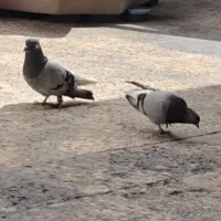 سبز دم سفید