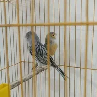 جفت قناری آگات|پرنده|یاسوج, |دیوار