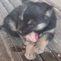 توله ژرمن|سگ|مشهد, امیریه|دیوار