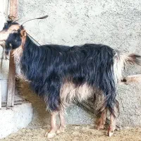 بز،آبستن تیشتر هل گلابی  در وحدتیه|حیوانات مزرعه|وحدتیه, |دیوار