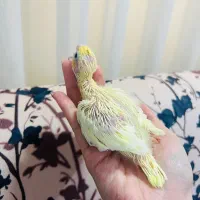 جوجه عروس هلندی سرلاکی|پرنده|رشت, شهریاران|دیوار