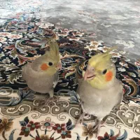 فروش عروس هلندی|پرنده|فلاورجان, |دیوار