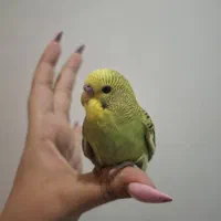 مرغ عشق|پرنده|مشهد, شهرک امام هادی (شهرک غرب)|دیوار