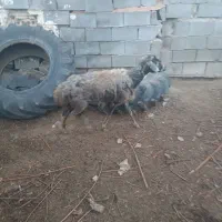 فروش یامعاوضه میش