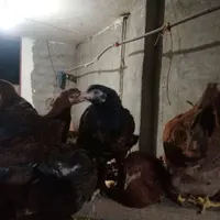 جوجه گلپایگان محلی