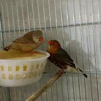 فنچ زبرا انگلیسی