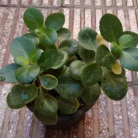 گل قاشقی|گل و گیاه طبیعی|قم, دروازه ری|دیوار