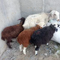 میش بره و قوچ رومن|حیوانات مزرعه|صفادشت, |دیوار