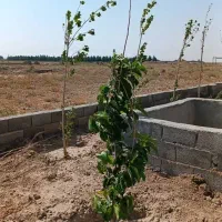 زمین 250 متری .. سهیلیه دولت آباد .. قابل معاوضه