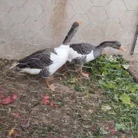 قاز محلی و مرغ محلی فریک|حیوانات مزرعه|تاکستان, |دیوار