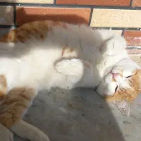 واگذاری گربه