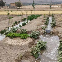 زمین باغ ویلایی سند ۶ دانگ تک برگ با درختان ۲ ساله|فروش زمین و ملک کلنگی|اصفهان, خاتون‌آباد|دیوار