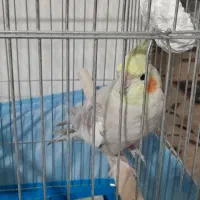 عروس هلندی نر|پرنده|ماهدشت, |دیوار