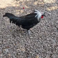 خروس  لهستانی اصل ۸ماهه جوان|حیوانات مزرعه|رشت, گلزاران|دیوار