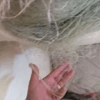 تور یال اسبی