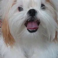 واگذاری سگ شیتزو سوپرفلت