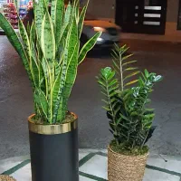 فیلندرون کنگره ای|گل و گیاه طبیعی|قم, انسجام|دیوار