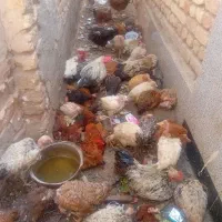مرغ خروس رسمی گردن لختی  قیمت مناسب|حیوانات مزرعه|قم, یزدان‌شهر|دیوار